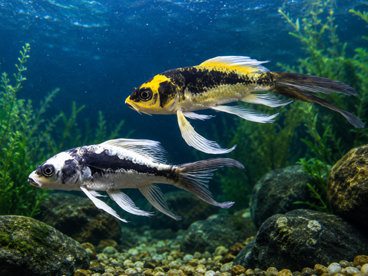2-Pack Mayan & Panda Butterfly Longfin Koi 4-5" Pond Live Fish