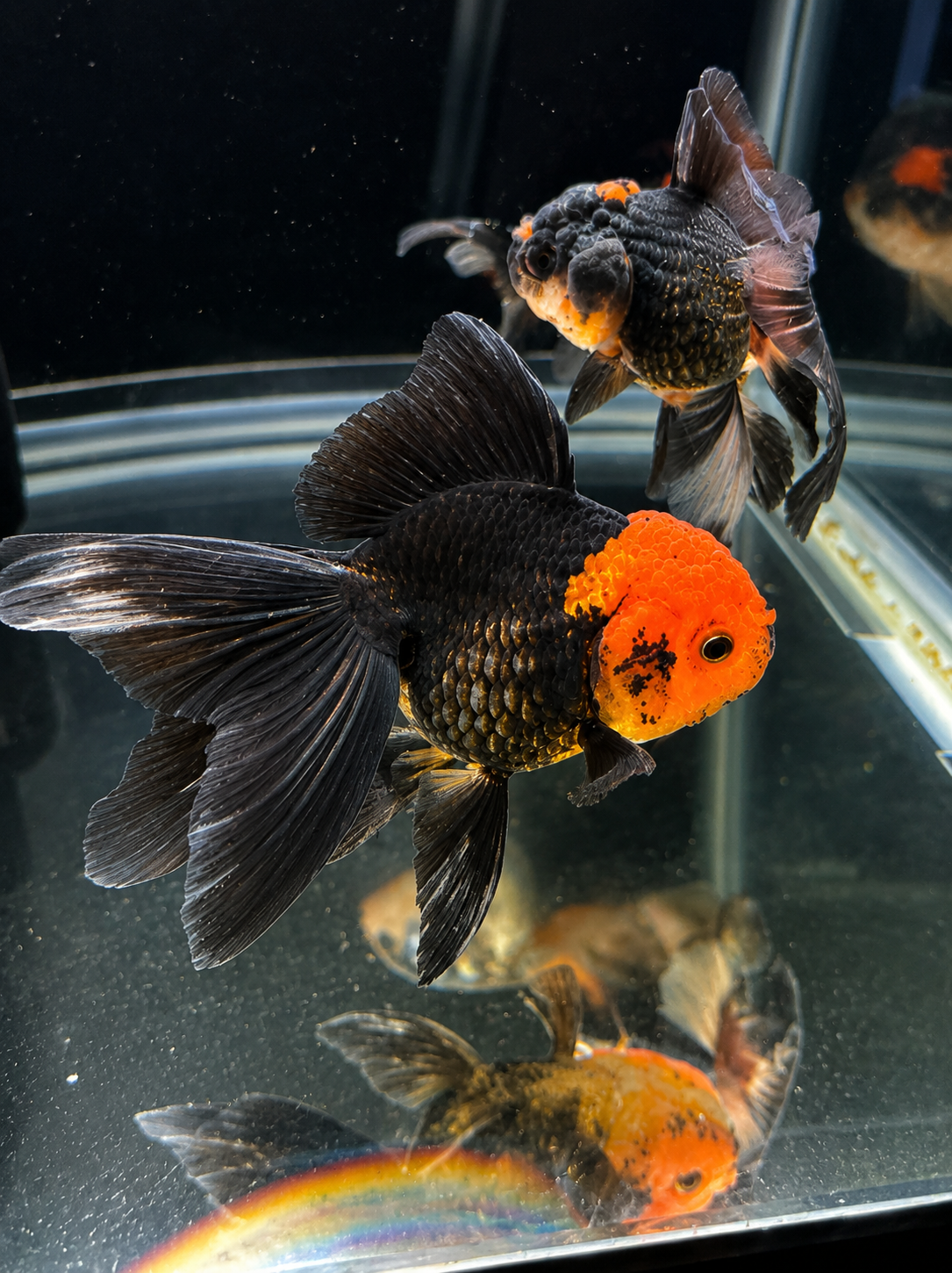 WYSIWYG Premium Tricolor Oranda Black Body 4-5" Live Fish Fancy Goldfish