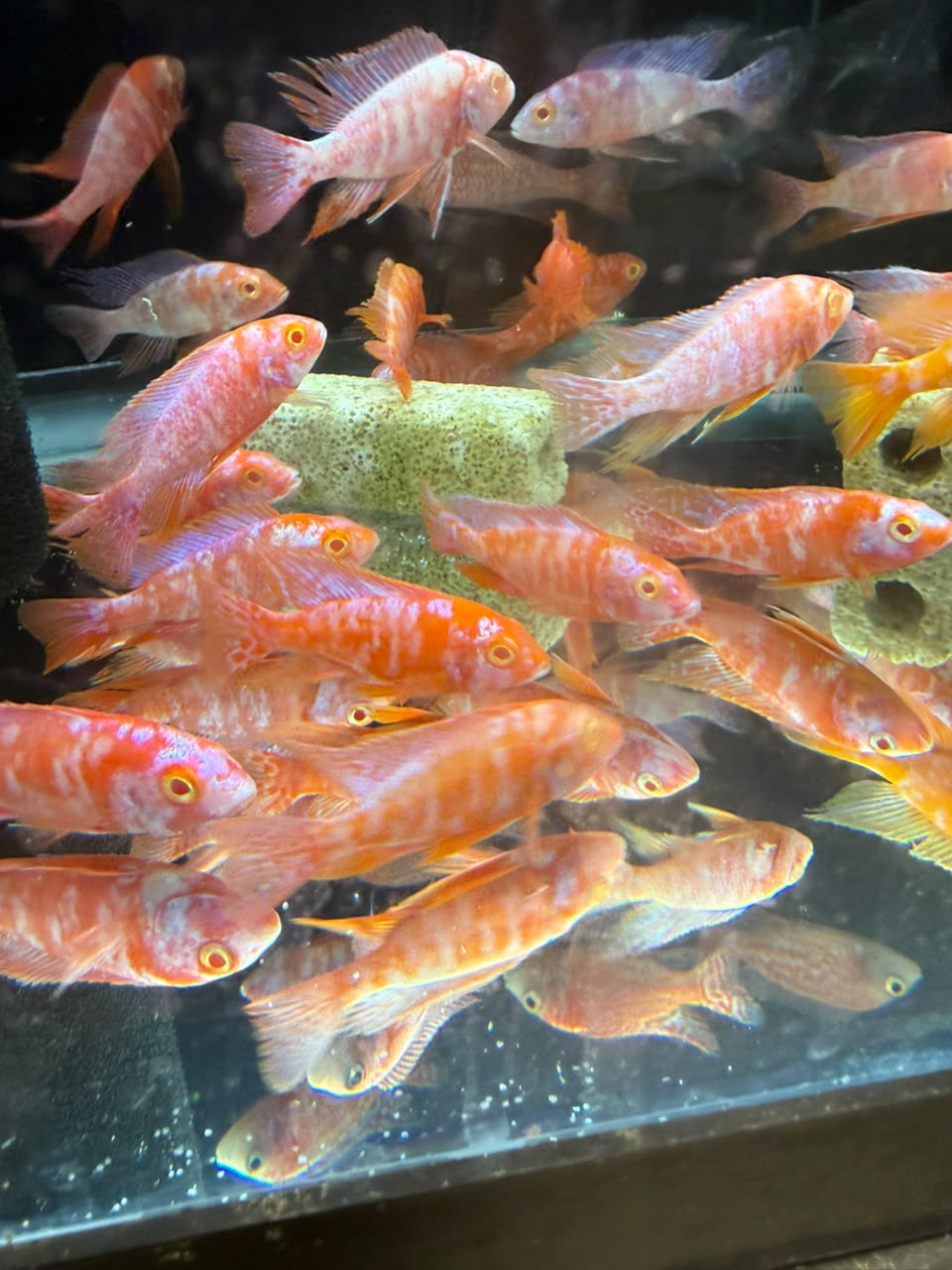 2-Pack Super Red Albino OB Peacock African Cichlid 2.5-3" Live Fish