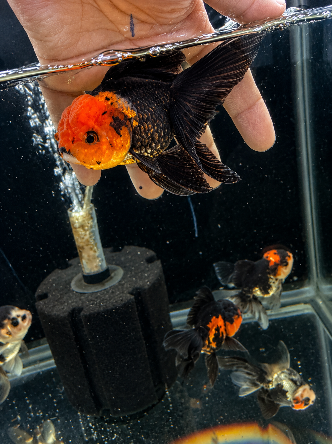 WYSIWYG Premium Tricolor Oranda Black Body 4-5" Live Fish Fancy Goldfish