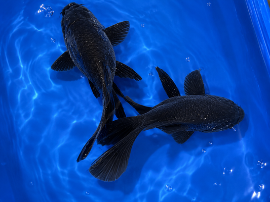 Black Short Body Koi 7-8" Live Fish Freshwater Pond Aquarium Ornamental Carp