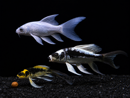 3-Pack Mayan, Panda, Platinum Butterfly Koi 4-5" Live Fish Longfin Color Mix