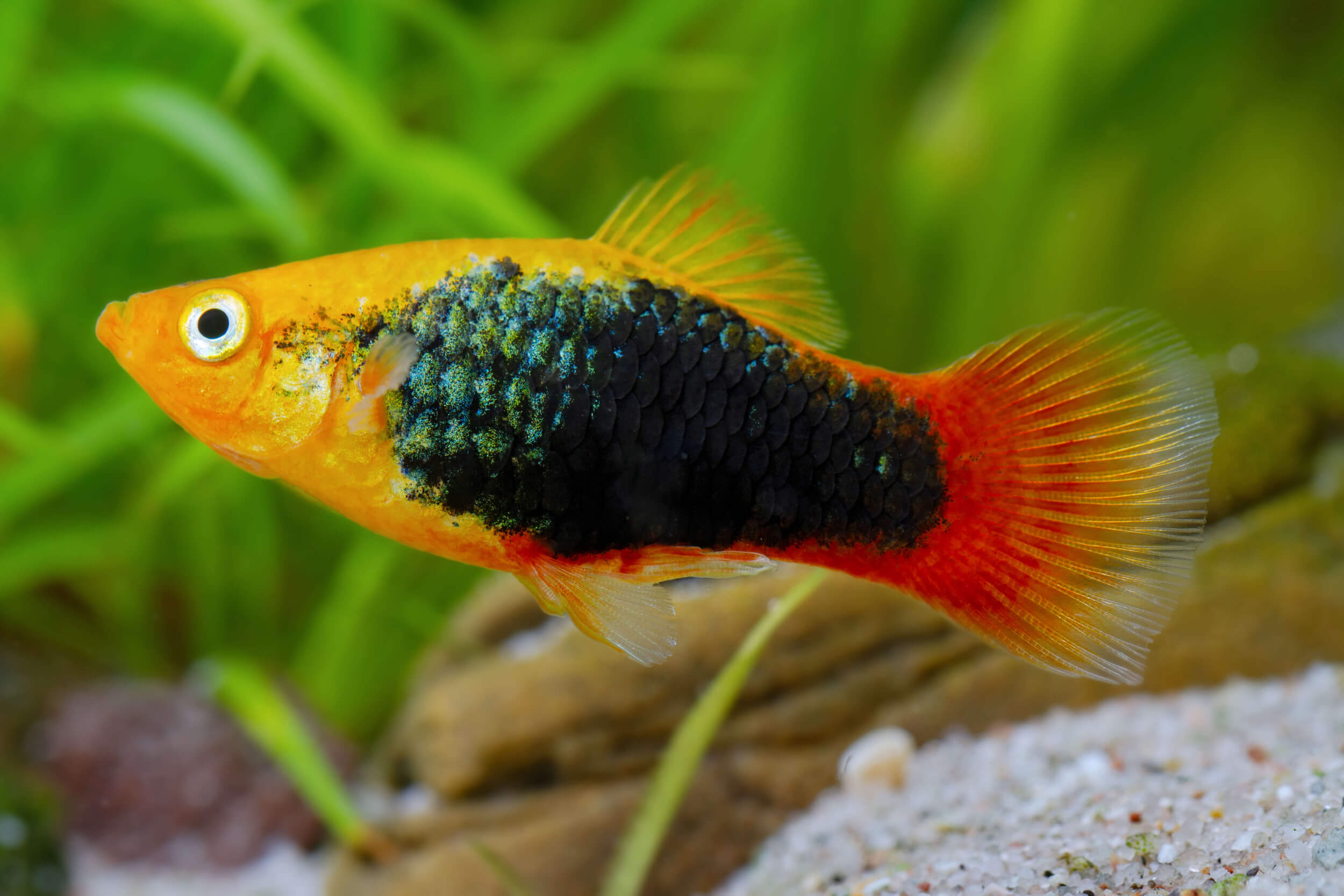 6-Pack Sunburst Tuxedo Platy Live Fish Freshwater Community Aquarium Hardy