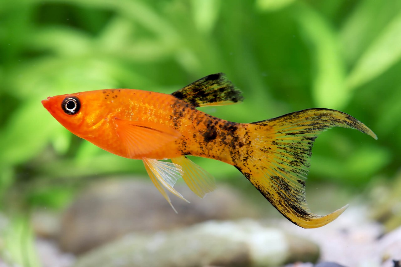 5-Pack Calico Copper Lyretail Molly Live Fish Freshwater Community Aquarium