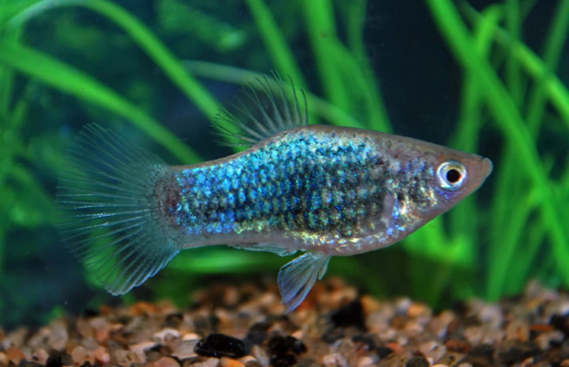 5-Pack Assorted Neon Platy Live Fish Freshwater Peaceful Community