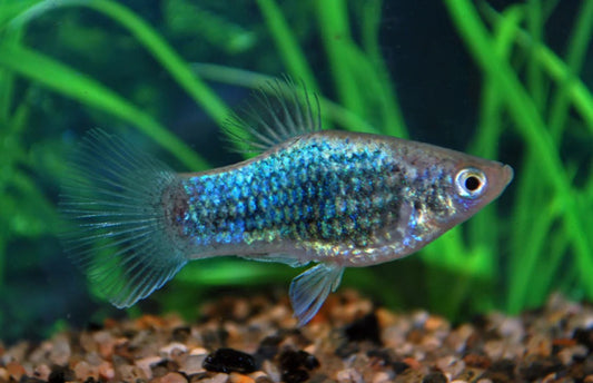 5-Pack Assorted Neon Platy Live Fish Freshwater Peaceful Community