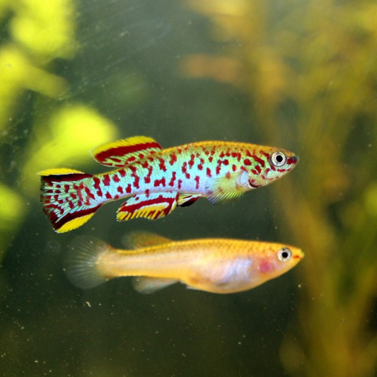 4-Pack Gardneri Killifish Live Fish Freshwater Aquarium Colorful