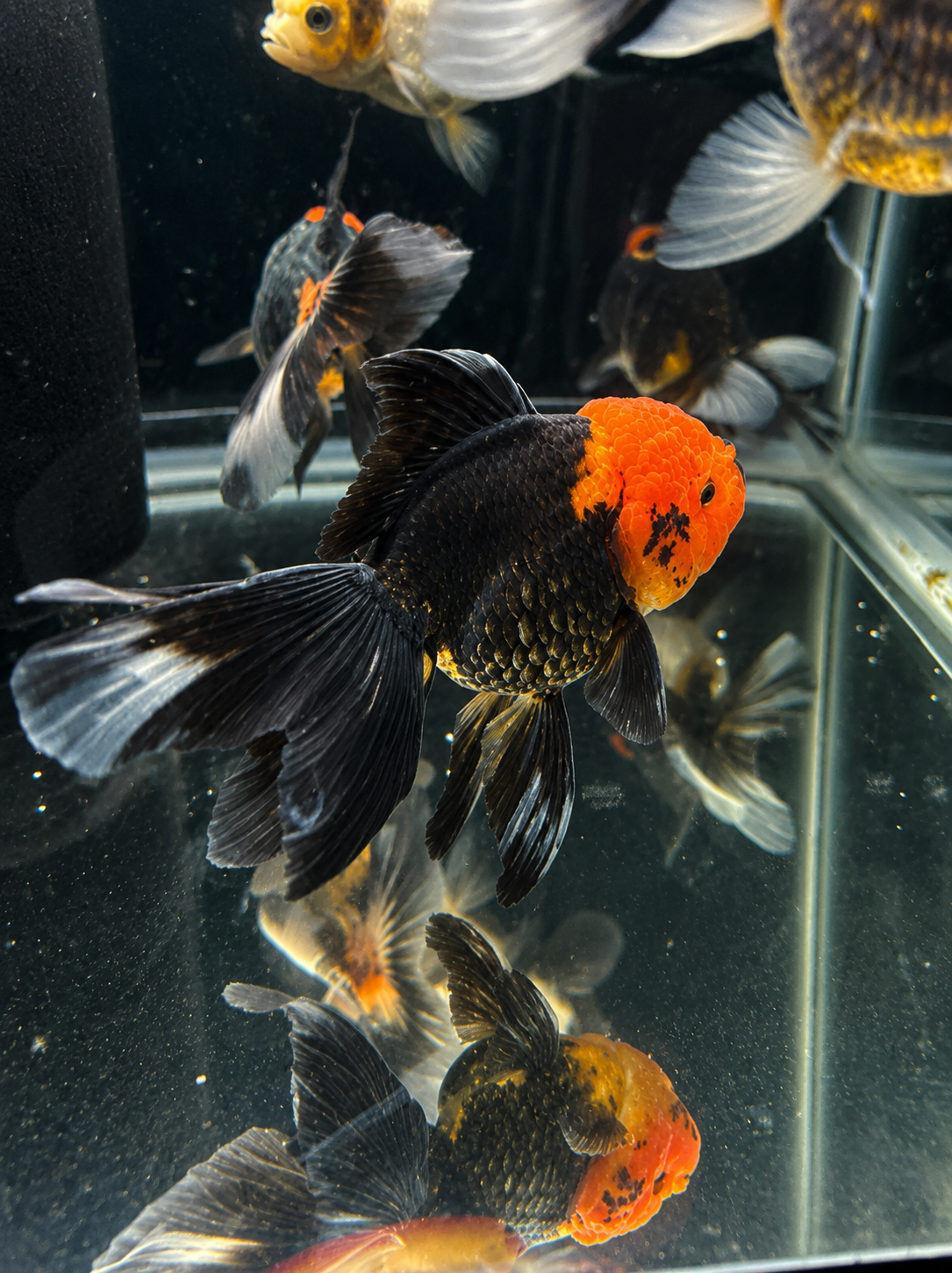 WYSIWYG Premium Tricolor Oranda Black Body 4-5" Live Fish Fancy Goldfish
