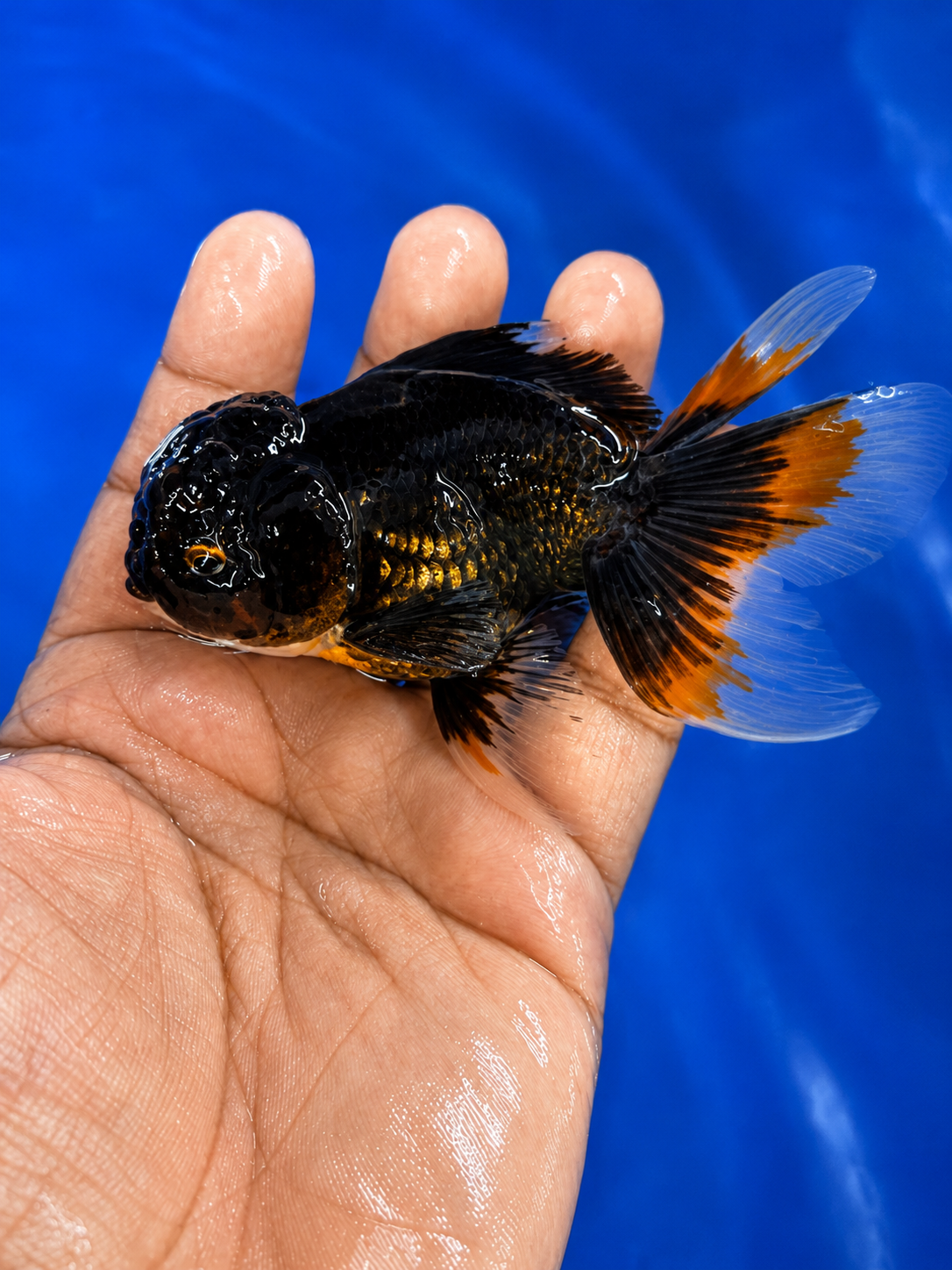 WYSIWYG Premium Tricolor Oranda Black Body 4-5" Live Fish Fancy Goldfish