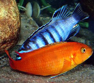 Coral Red Pseudotropheus Saulosi 2" Live Fish African Cichlid Malawi Mbuna