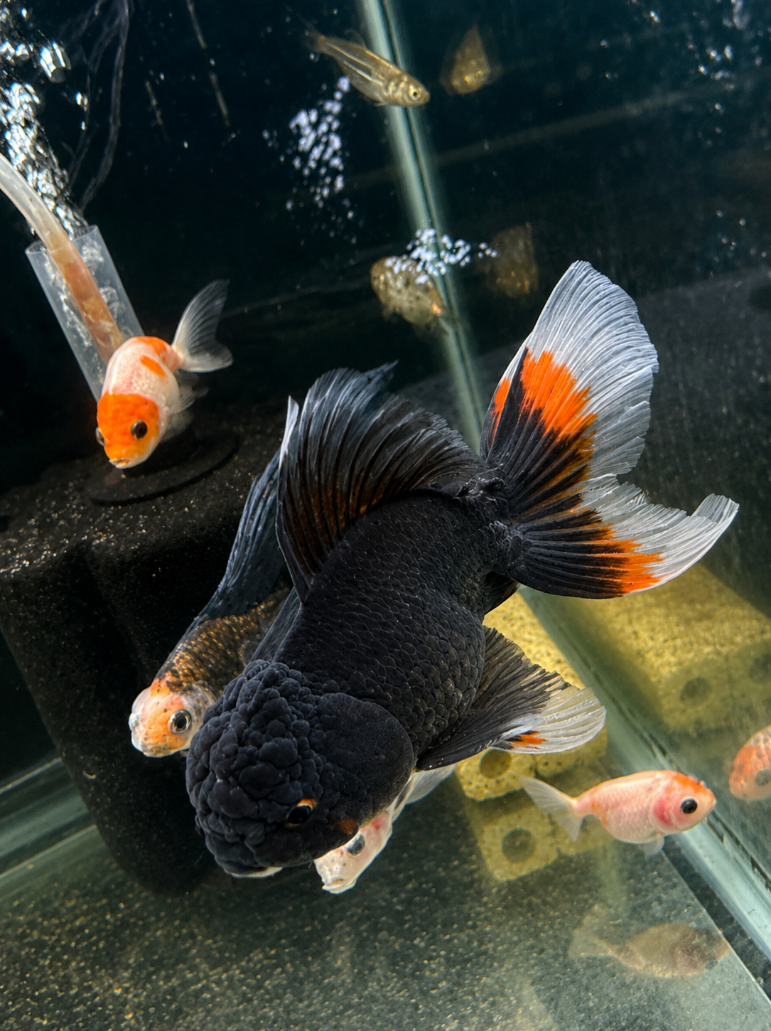 WYSIWYG Premium Tricolor Oranda Black Body 4-5" Live Fish Fancy Goldfish
