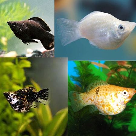5-Pack Assorted Balloon Molly Live Fish Colorful Hardy Freshwater Aquarium