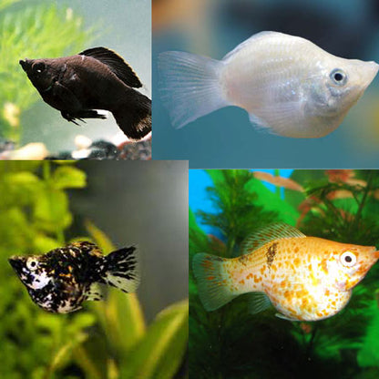 5-Pack Assorted Balloon Molly Live Fish Colorful Hardy Freshwater Aquarium