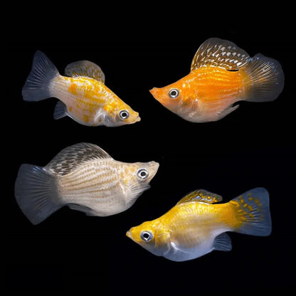 5-Pack Assorted Balloon Molly Live Fish Colorful Hardy Freshwater Aquarium
