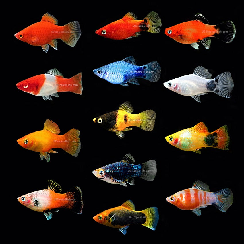 6-Pack Assorted Platy Live Fish Freshwater Community Aquarium Hardy Species