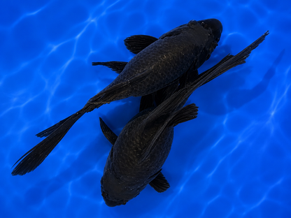 Black Short Body Koi 7-8" Live Fish Freshwater Pond Aquarium Ornamental Carp