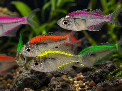 5-Pack Assorted Color Glass Fish Live Freshwater Tropical Aquarium