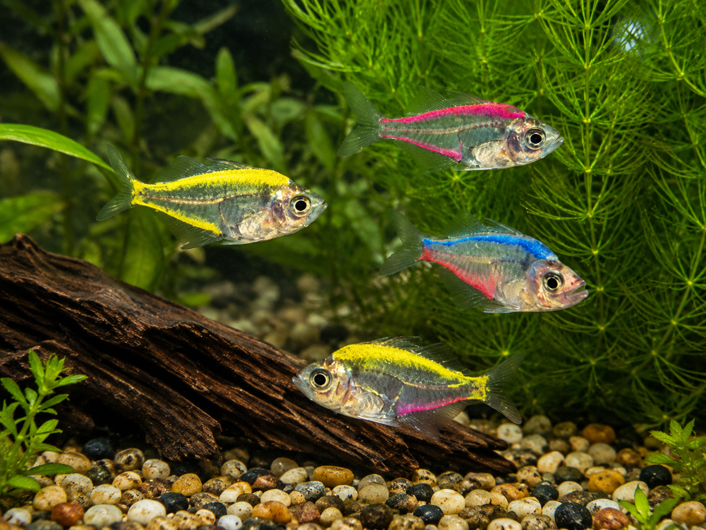 5-Pack Assorted Color Glass Fish Live Freshwater Tropical Aquarium