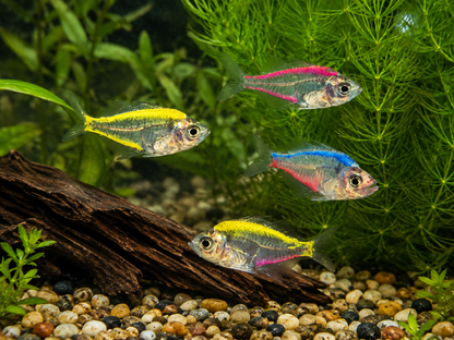 5-Pack Assorted Color Glass Fish Live Freshwater Tropical Aquarium