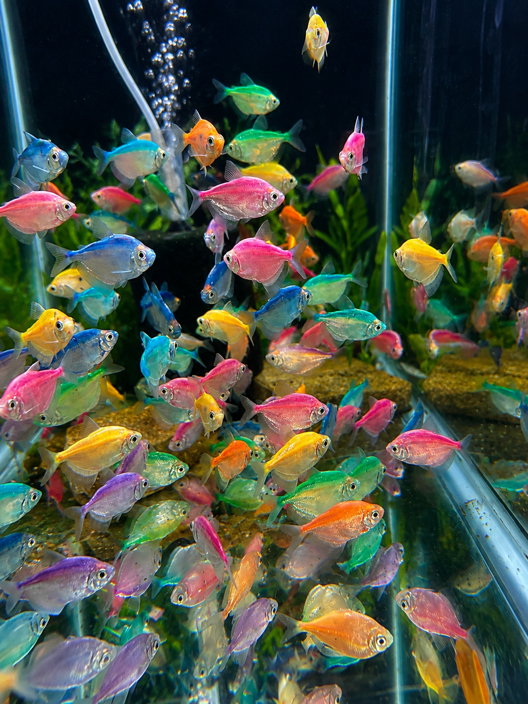 5-Pack Assorted Fruit Tetra Live Fish Colorful Freshwater Tropical Aquarium