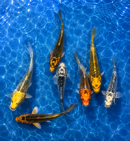 Matsuba Koi 6-7" Live Fish Japanese Ornamental Carp for Pond Aquarium
