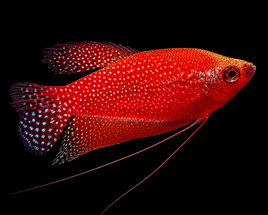 Starfire Red Pearl Gourami 3-3.5" Live Freshwater Aquarium Fish Premium Red