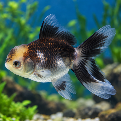 Panda Tricolor Oranda Goldfish 2.5-3" Live Fancy Freshwater Aquarium Fish