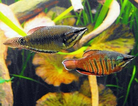 2-Pack Samurai Chocolate Gourami Live Fish Rare Sphaerichthys Vaillanti