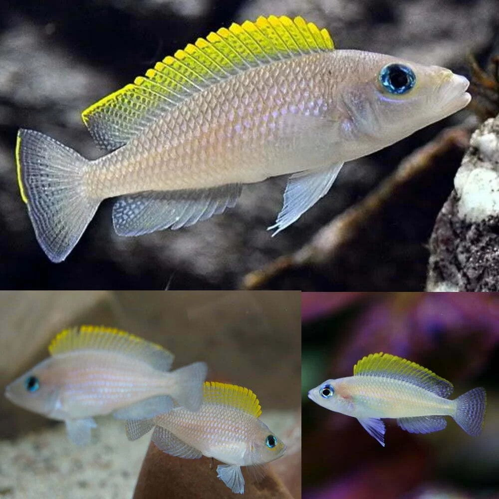 Neolamprologus Caudopunctatus African Cichlid Live Fish 1-1.5 Inch