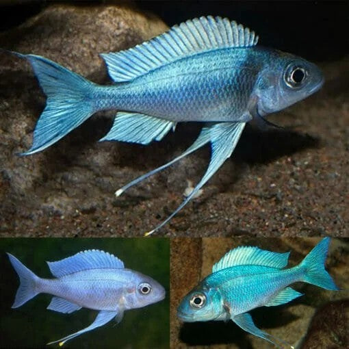 Ophthalmotilapia Ventralis Featherfin African Cichlid Live Fish 1.5-2 Inch