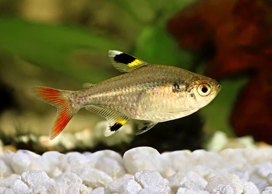 10-Pack Pristella Tetra X-Ray Tetra Live Fish Freshwater Community