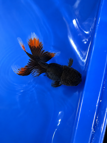 WYSIWYG Premium Tricolor Oranda Black Body 4-5" Live Fish Fancy Goldfish