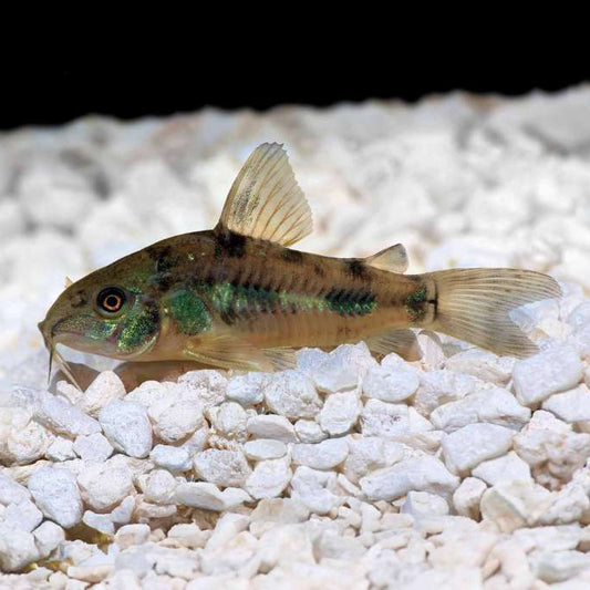 5-Pack Corydoras Paleatus Live Fish Freshwater Bottom Dwelling Catfish