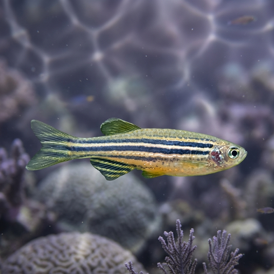 10-Pack Zebra Danio Live Fish Freshwater Active Schooling Tank