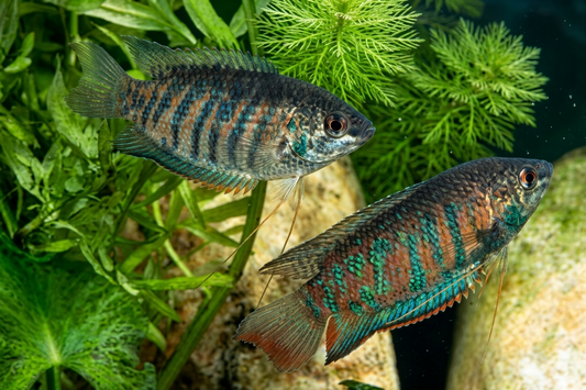 Banded Wild Gourami 2.5-3" Live Fish Freshwater Aquarium Tropical Species