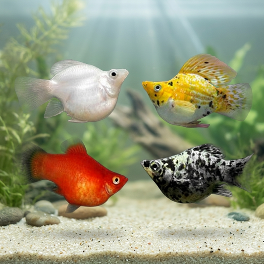 5-Pack Assorted Sailfin Balloon Molly Live Fish Freshwater Aquarium Colorful Mix