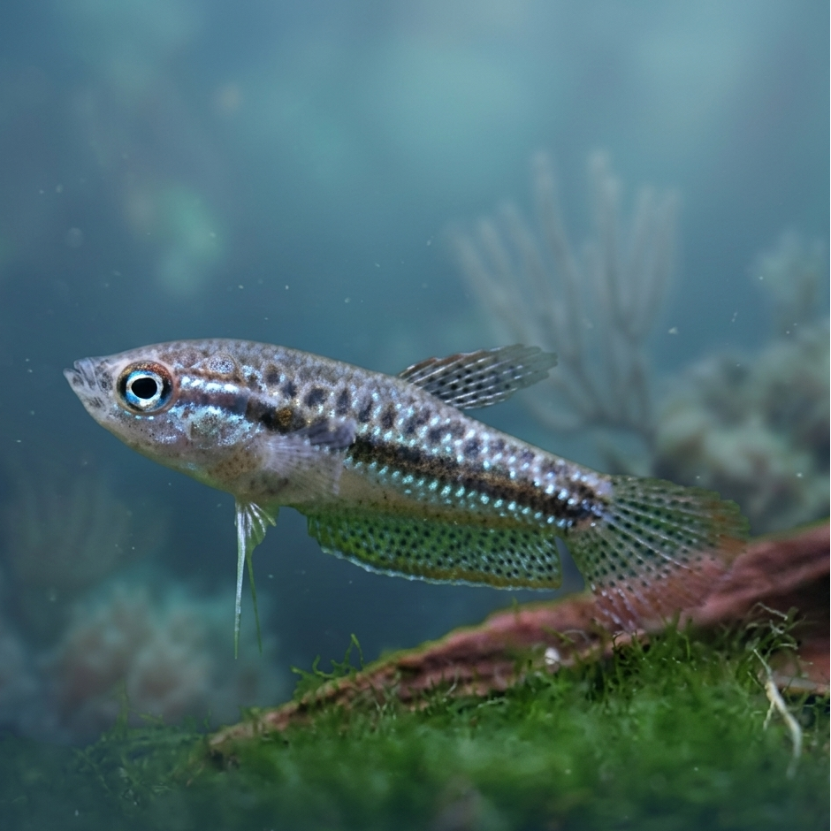 4-Pack Sparkling Gourami Live Fish - Rare Nano Fish for Planted Aquariums
