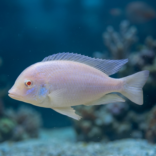 Albino Dolphin Cyrtocara Moorii African Cichlid Live Fish 2-3 Inch Malawi