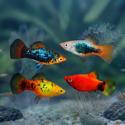 6-Pack Assorted Platy Live Fish Freshwater Community Aquarium Hardy Species