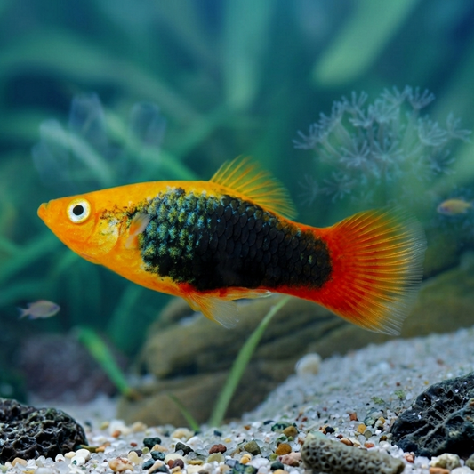 6-Pack Sunburst Tuxedo Platy Live Fish Freshwater Community Aquarium Hardy
