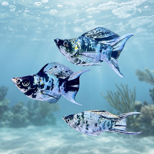 5-Pack Zebra Balloon Molly Live Fish Freshwater Aquarium Striped