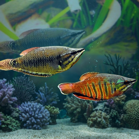 2-Pack Samurai Chocolate Gourami Live Fish Rare Sphaerichthys Vaillanti