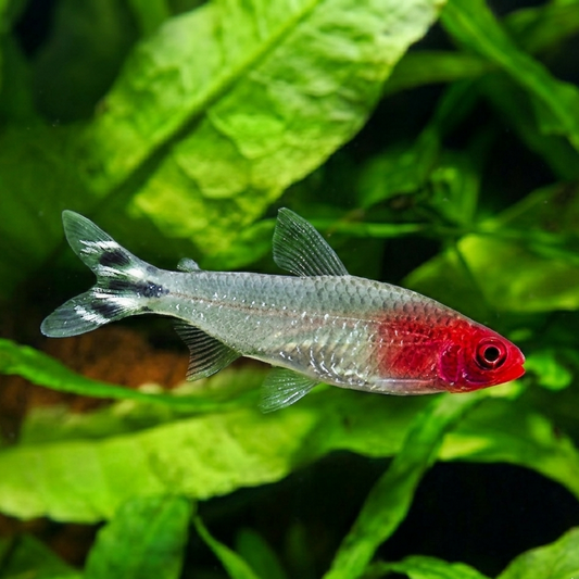 5-Pack Rummy Nose Tetra Live Fish Freshwater Peaceful Community Aquarium