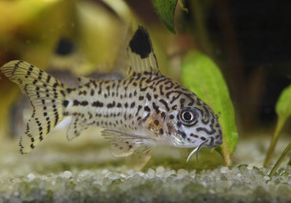 5-Pack Corydoras Julii Live Fish Freshwater Bottom Dwelling Catfish