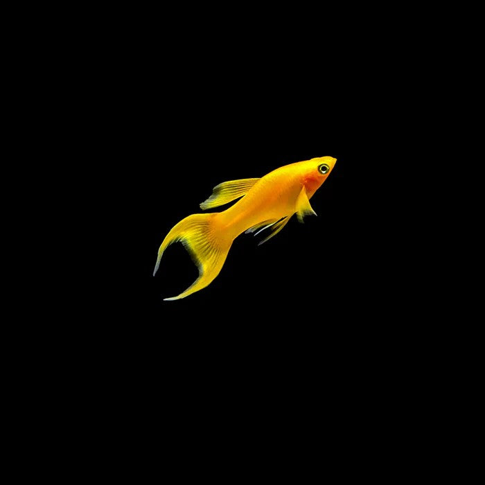 5-Pack Gold Lyretail Molly Live Fish Freshwater Community Aquarium