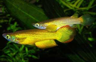 4-Pack Golden Panchax Killifish Live Fish Freshwater Community Aquarium 1.5"
