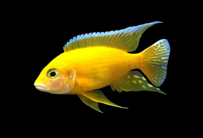 3-Pack Golden Peacock African Cichlid Live Fish 1.75-2.25" Freshwater Aquarium