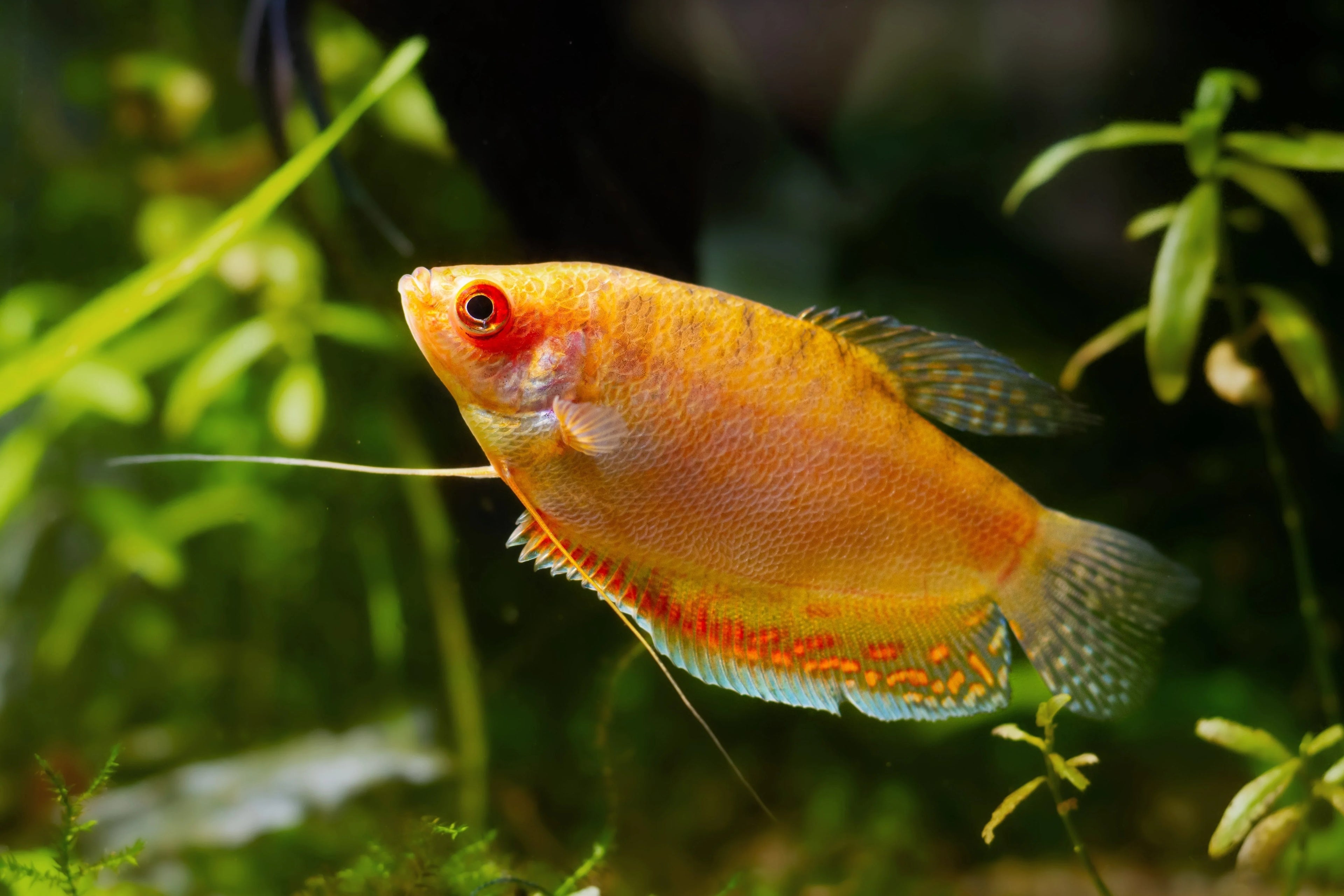 4-Pack Gold Gourami Live Fish Freshwater Peaceful Community Aquarium
