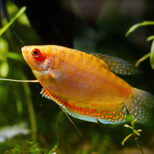 4-Pack Gold Gourami Live Fish Freshwater Peaceful Community Aquarium