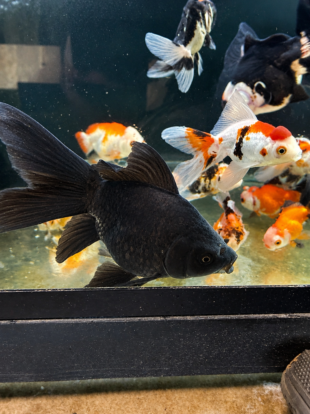 Black Short Body Koi 7-8" Live Fish Freshwater Pond Aquarium Ornamental Carp